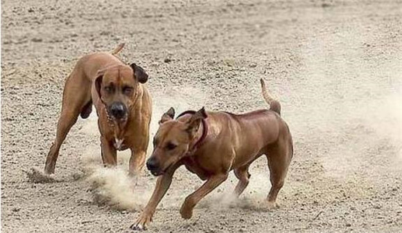 罗德西亚脊背犬怎么训练才听话 罗德西亚脊背犬怎么训练才听话
