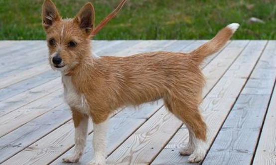 葡萄牙波登可犬拉稀应该怎么做 葡萄牙波登可犬拉稀应该怎么做