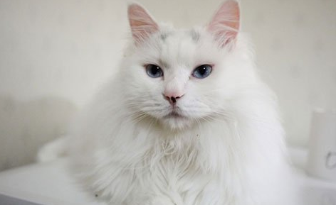 土耳其安哥拉猫应该怎么挑选