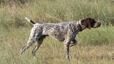 指示犬一般多少钱 指示犬一般多少钱