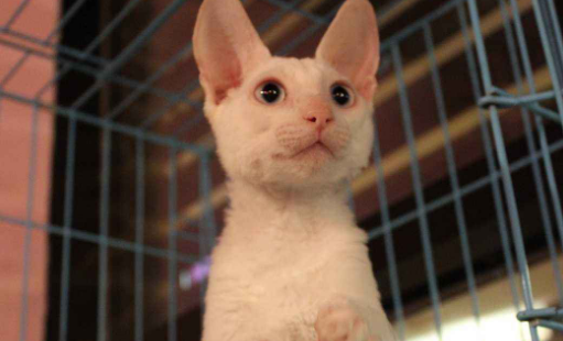 柯尼斯卷毛猫有几种颜色