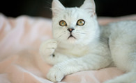 英国短毛猫的体重是多少
