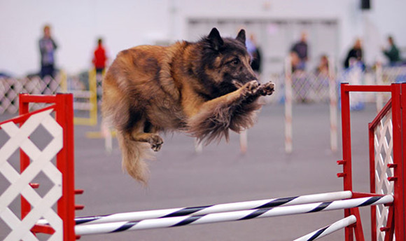 比利时特伏丹犬训练项目 比利时特伏丹犬训练项目