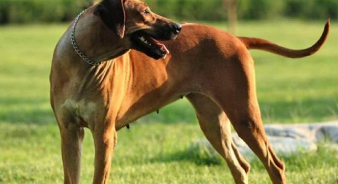 罗德西亚脊背犬如何训练