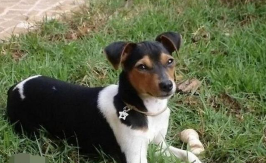 捕鼠梗犬有哪些喜好