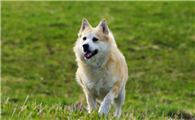挪威布哈德犬窝咳应该怎么办