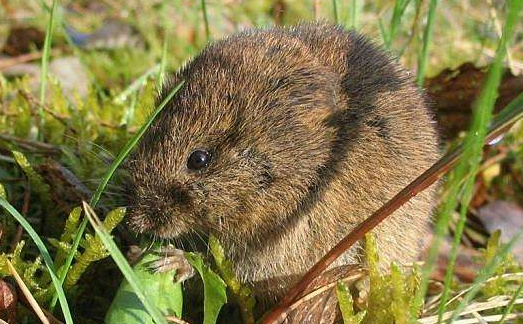黄毛鼠的寿命有多长
