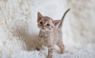 德文卷毛猫适合吃什么