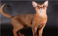 阿比西尼亚猫多少钱一只