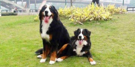阿彭策尔山地犬的原产地在哪里 阿彭策尔山地犬的原产地在哪里