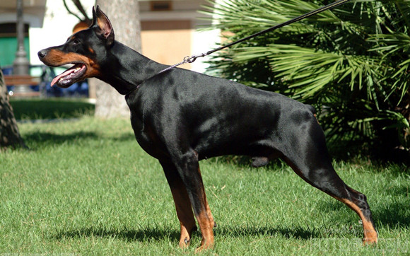 艾分杜宾犬哪种颜色好