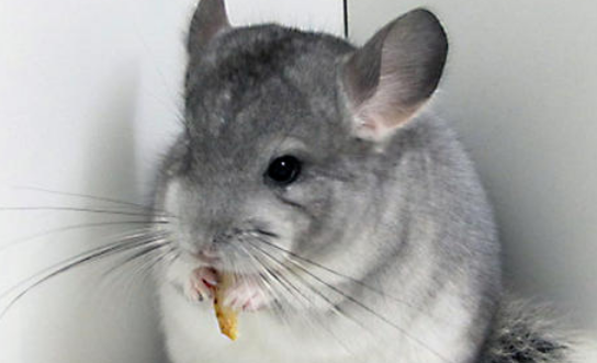 银斑龙猫怎么养-宠物网问答