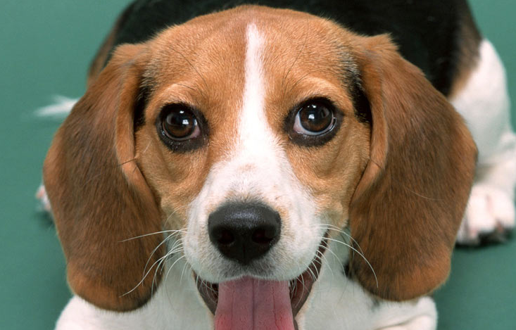 米格鲁猎犬的用途是什么