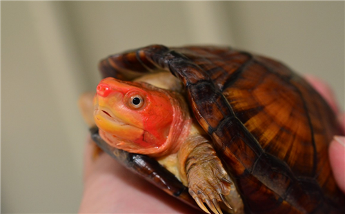 红面蛋龟