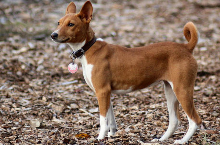 贝生吉犬有哪些喜好