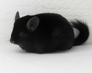 纯黑龙猫一般多少钱