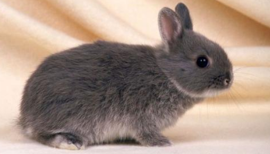 当薮兔感冒的时候,注意不要用凉水饲养,有条件的话