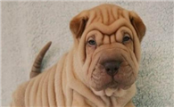 巴色特犬不能吃什么
