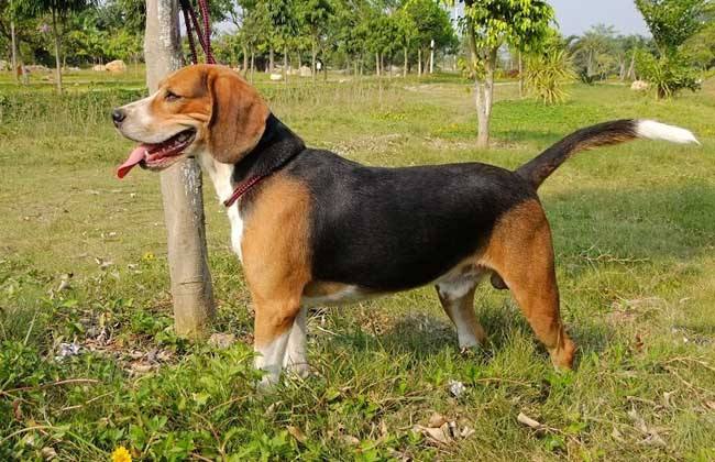 米格鲁猎犬什么颜色好