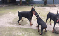 艾分杜宾犬训练有技巧吗