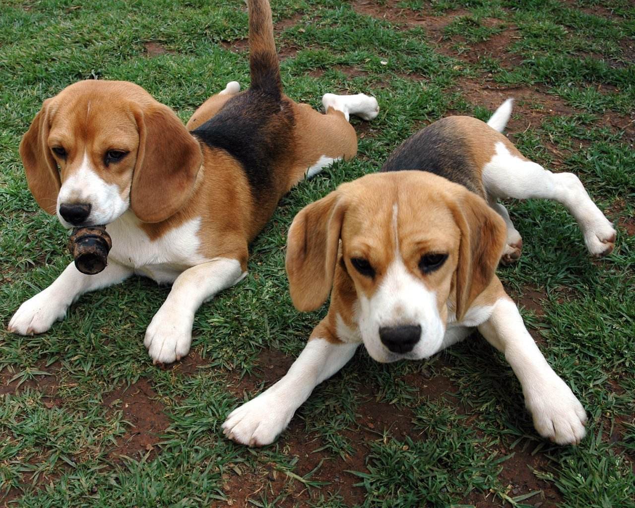 米格鲁猎犬的寿命一般是多久 米格鲁猎犬的寿命一般是多久