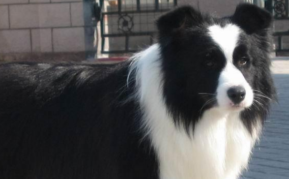 长须柯利牧羊犬机灵吗