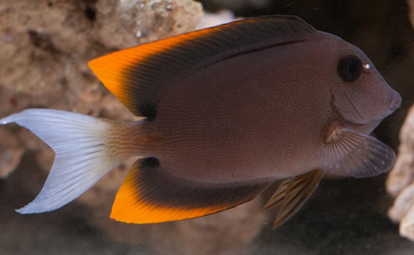 火箭吊的寿命是多长