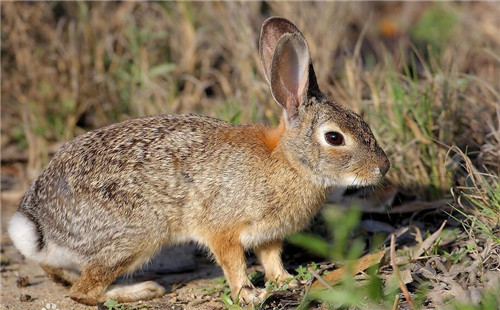 埃塞俄比亚野兔
