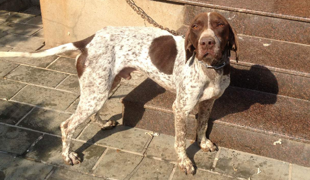 巴色特犬吃多了吐了怎么办