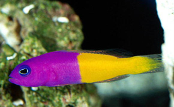 双色草莓鱼长多大