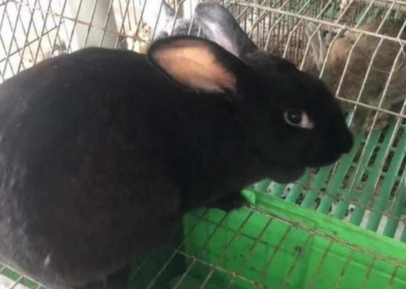 啡兔一般多少钱 啡兔一般多少钱