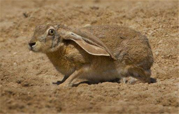 在华南兔犯错误的时候一定要及时给予教训,训斥它之后