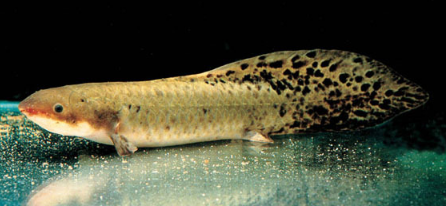 接下来我们再来看看澳洲肺鱼的其他信息吧!