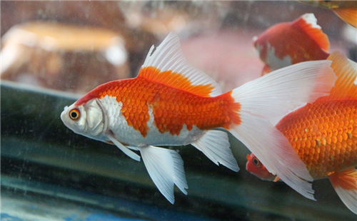 红白草金鱼英文名:goldfish红白草金鱼原产地:中国红白