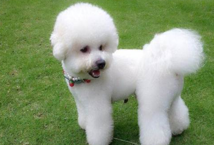 卷毛比熊犬有几种颜色