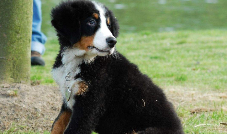 阿彭策尔山地犬如何训练