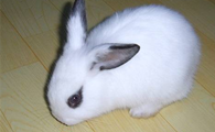巨型格仔兔几个月能繁殖