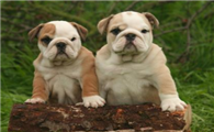 英国斗牛犬的性格外貌特征