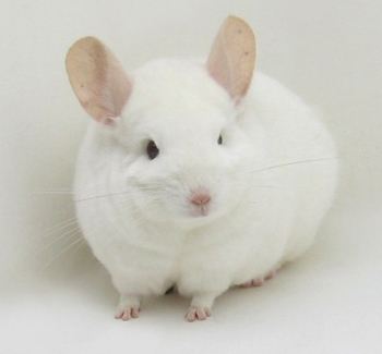 粉白龙猫温顺吗 粉白龙猫温顺吗