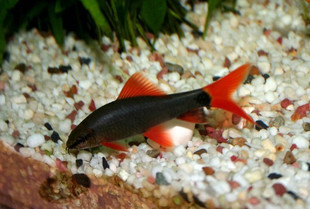 红尾黑鲨好养吗