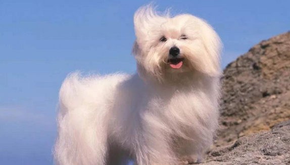 博洛尼亚比熊犬有攻击性吗