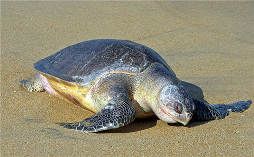 太平洋丽龟
