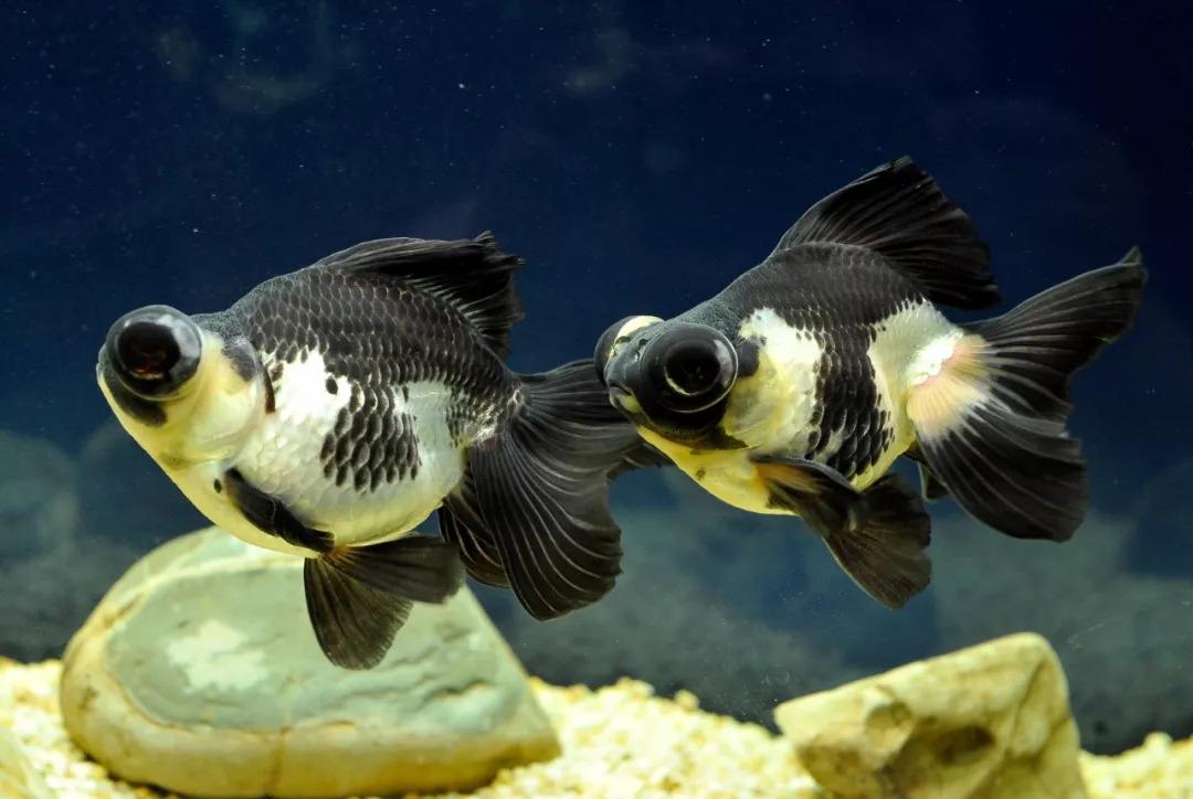 熊猫金鱼吃什么食物