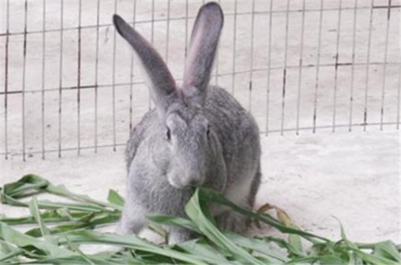青紫蓝兔怎么养