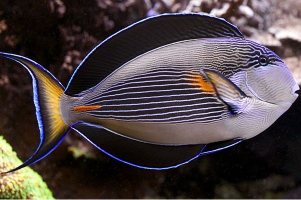 红海骑士一条多少钱