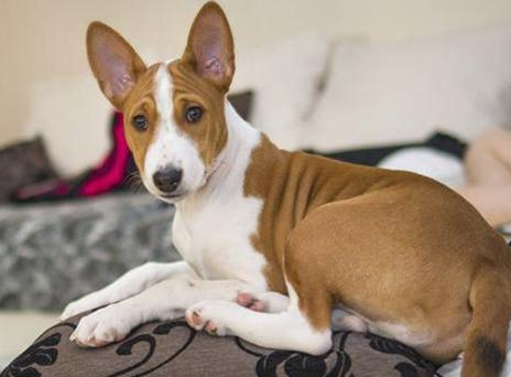 贝生吉犬训练项目