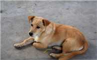 中华田园犬的性格外貌特征