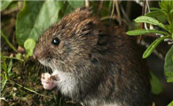 灰尾田鼠的寿命有多长