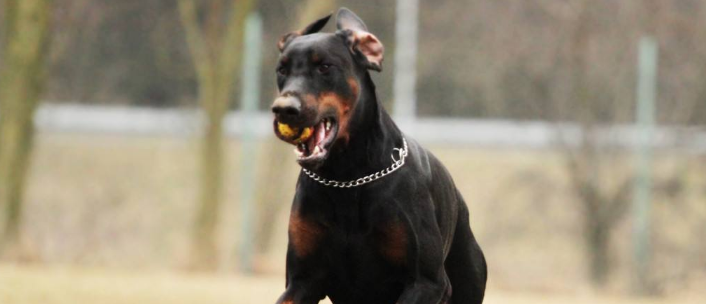 艾分杜宾犬饲养有什么注意点