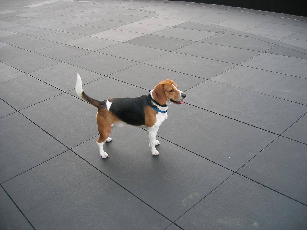 米格鲁猎犬的体高是多少